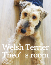 Welsh Terrier Theo welshterrier EGVeA